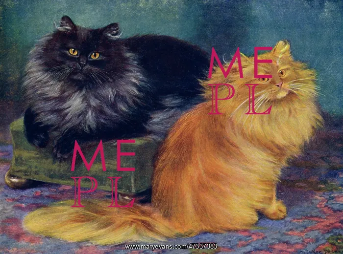  : SMOKE / ORANGE PERSIANS