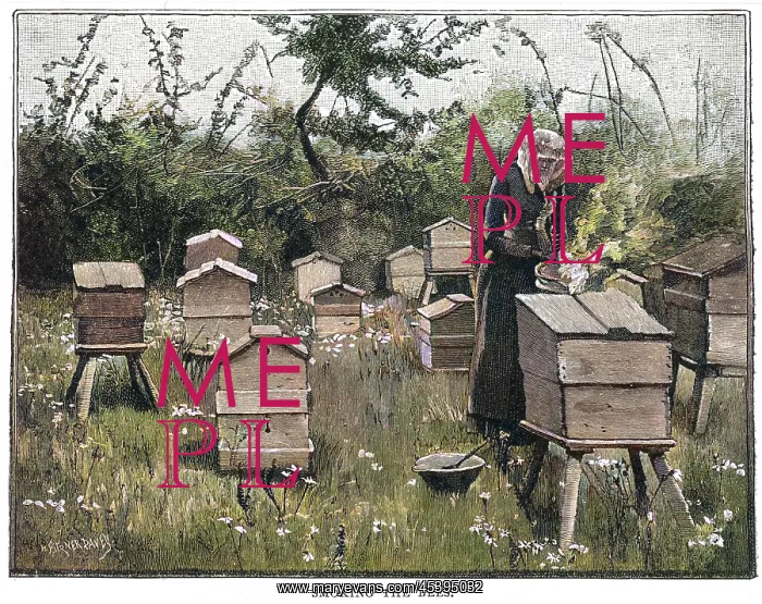  : SMOKING THE BEES / STOKES