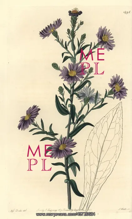 : Smooth aster, Symphyotrichum laeve : Smooth aster, Symphyotrichum laeve