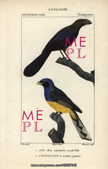 : Smooth-billed ani, Crotophaga ani, and Amazonian : Smooth-billed ani, Crotophaga ani, and Amazonian