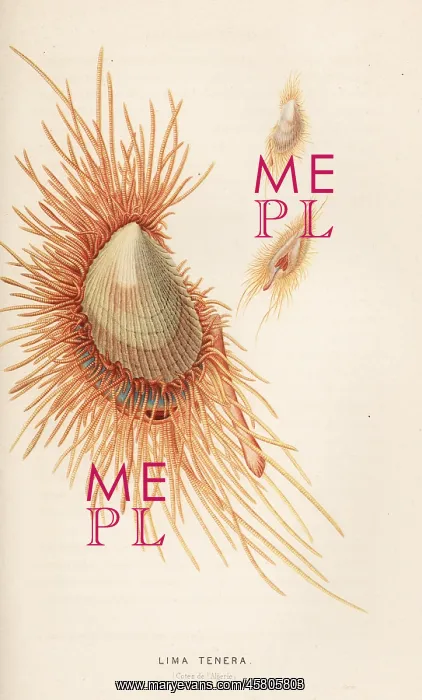 : Smooth flame scallop, Ctenoides mitis : Smooth flame scallop, Ctenoides mitis