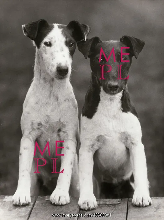 : Smooth Fox Terriers : Smooth Fox Terriers