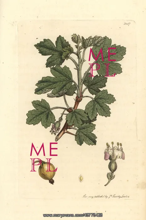 : Smooth gooseberry, Ribes uva-crispa : Smooth gooseberry, Ribes uva-crispa