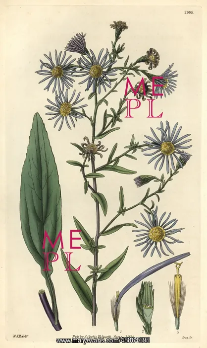 : Smooth-leaved michaelmas daisy, Aster laevigatus : Smooth-leaved michaelmas daisy, Aster laevigatus