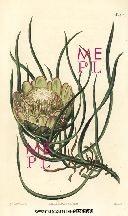 : Smooth-leaved sugarbush, Protea laevis : Smooth-leaved sugarbush, Protea laevis