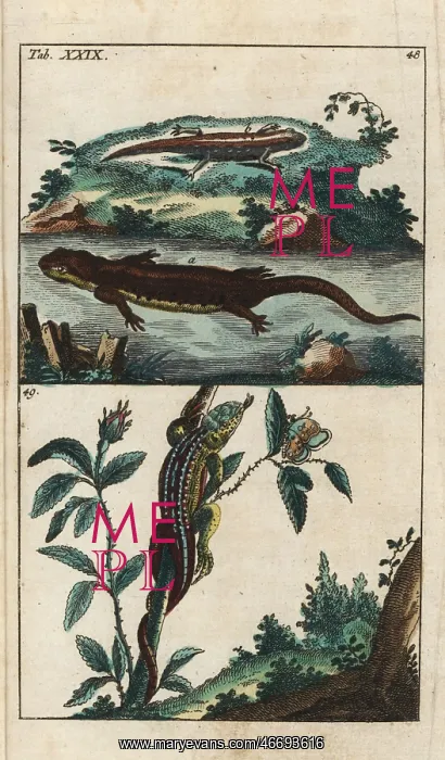 : Smooth newt and sand lizard : Smooth newt and sand lizard