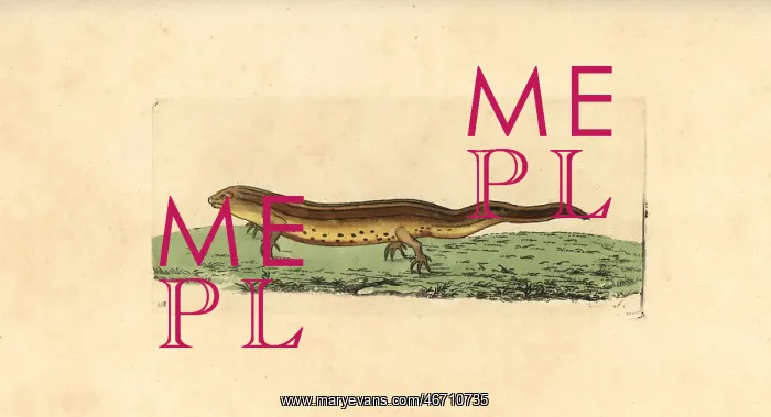 : Smooth newt, Triturus vulgaris : Smooth newt, Triturus vulgaris