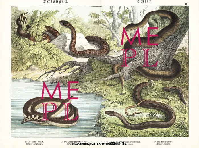 : Smooth snake, Aesculapian snake, yellowbelly seasnake : Smooth snake, Aesculapian snake, yellowbelly seasnake
