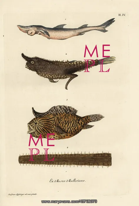 : Smoothhand shark, angler fish, burrfish and sawfish bill : Smoothhand shark, angler fish, burrfish and sawfish bill