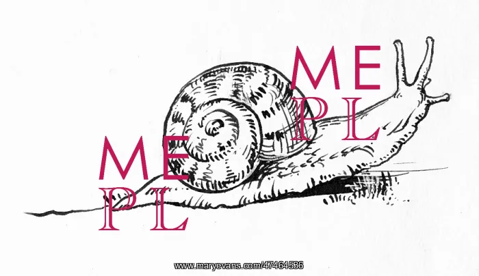 : Snail - Illustration : Snail - Illustration