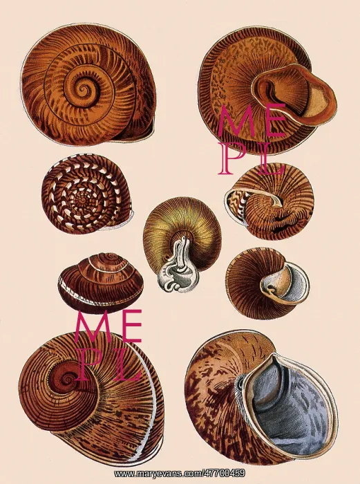  : Snail Shells
