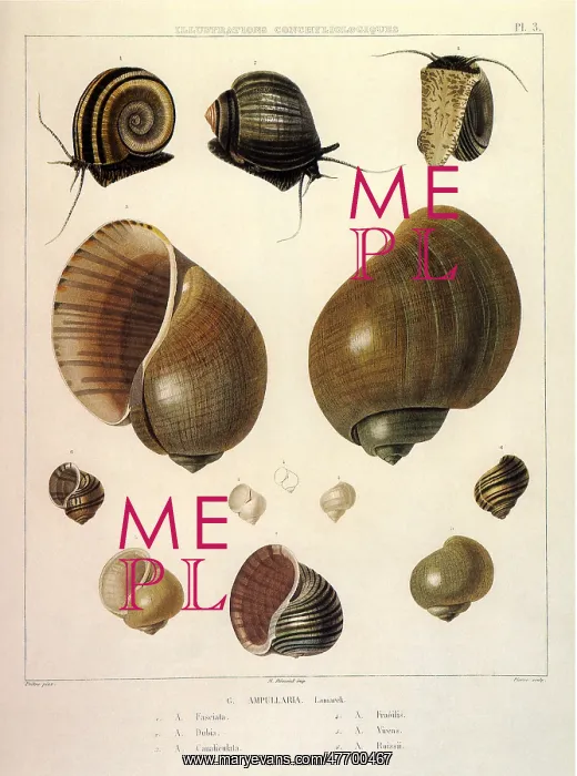  : Snail Shells