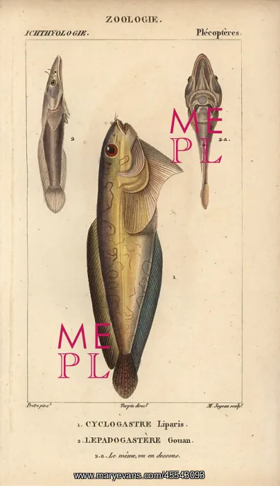 : Snailfish, Cyclogasterus liparis, and clingfish : Snailfish, Cyclogasterus liparis, and clingfish