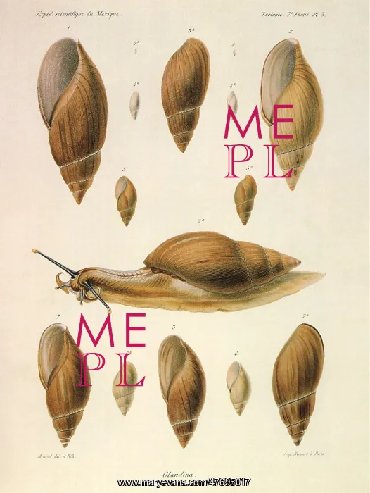  : Snails