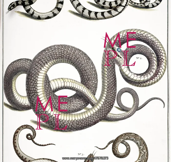 : Snake detail by Albertus Seba : Snake detail by Albertus Seba