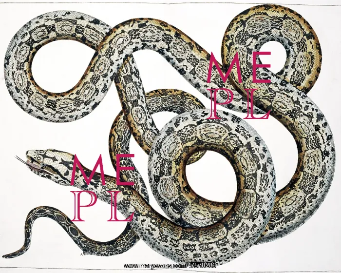  : Snake by Albertus Seba