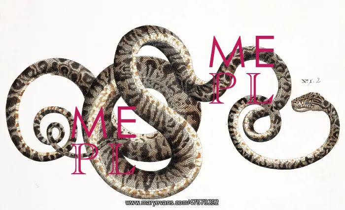 : Snake by Albertus Seba : Snake by Albertus Seba