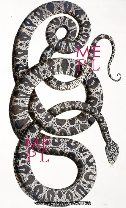 : Snake by Albertus Seba : Snake by Albertus Seba