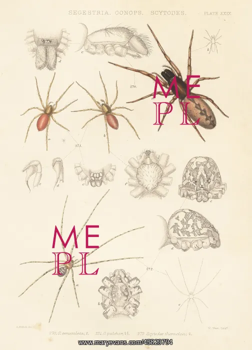 : Snake-back, goblin and spitting spiders : Snake-back, goblin and spitting spiders