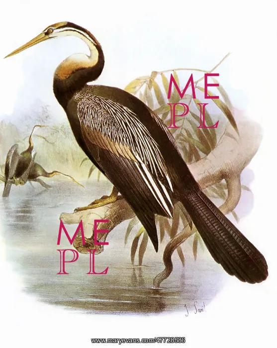  : Snake Bird, Anhinga rufa