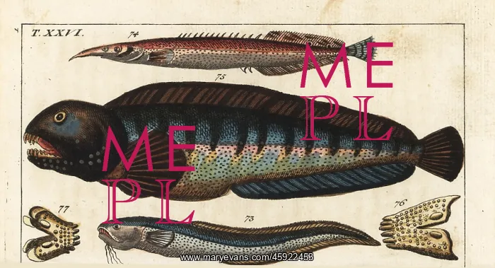 : Snake blenny, lesser spiny eel and wolf fish : Snake blenny, lesser spiny eel and wolf fish