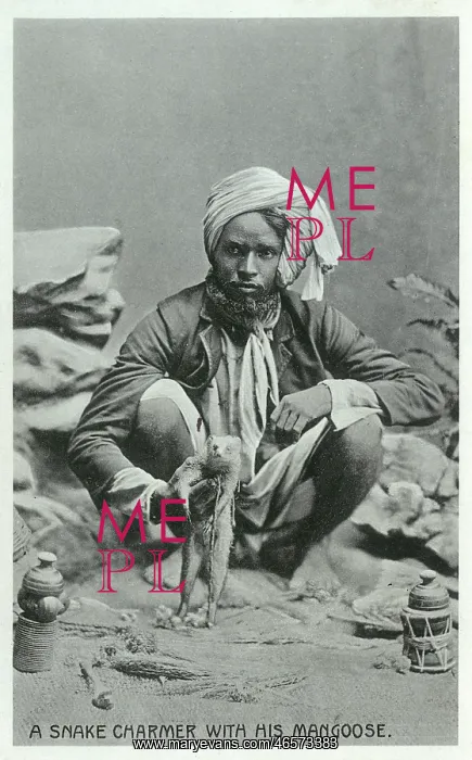  : A Snake Charmer with a Mongoose
