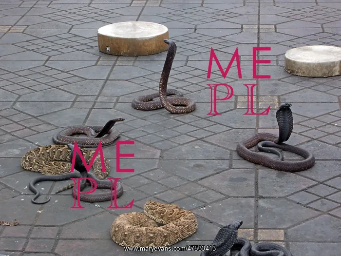 : Snake charming in Marrakech, Morocco