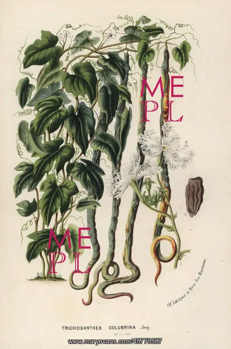: Snake gourd, Trichosanthes cucumerina : Snake gourd, Trichosanthes cucumerina