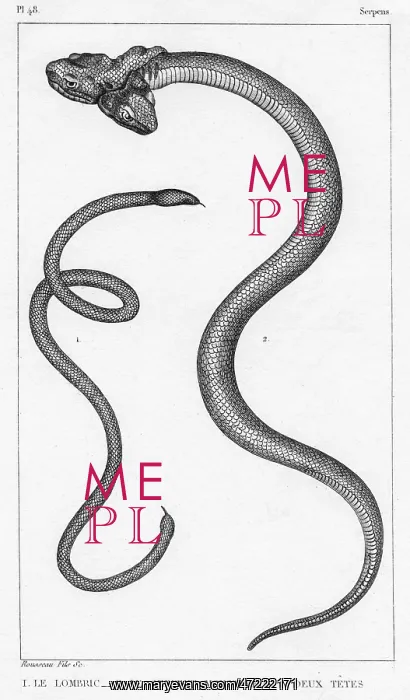 : SNAKE WITH TWO HEADS : SNAKE WITH TWO HEADS