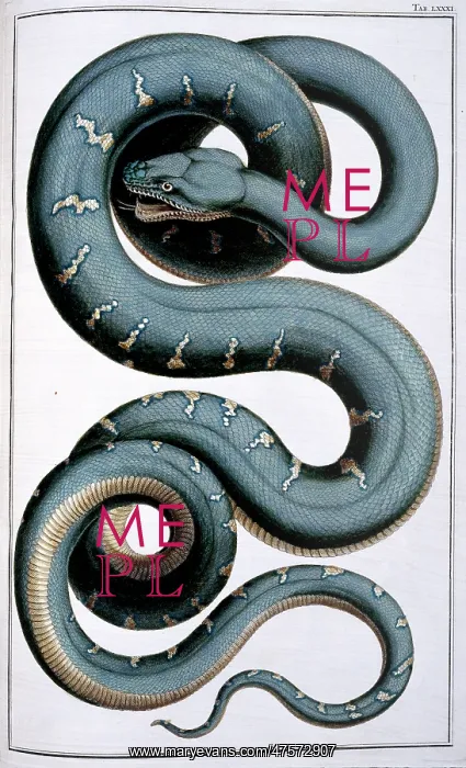 : Snake illustration by Albertus Seba : Snake illustration by Albertus Seba