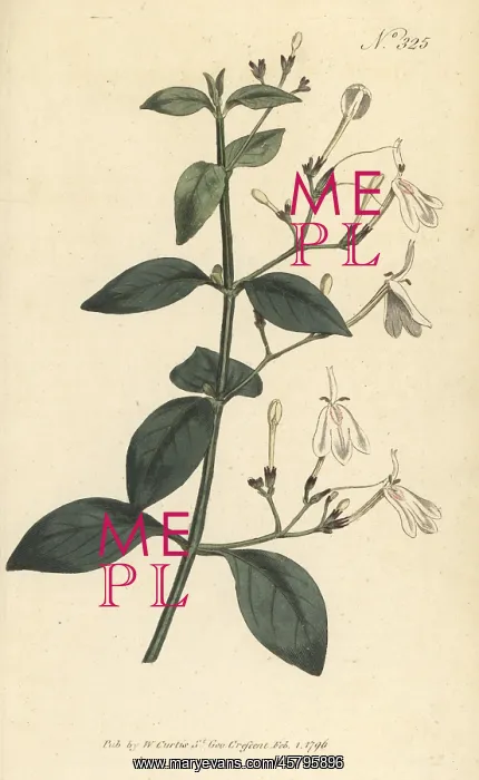: Snake jasmine, Rhinacanthus nasutus : Snake jasmine, Rhinacanthus nasutus