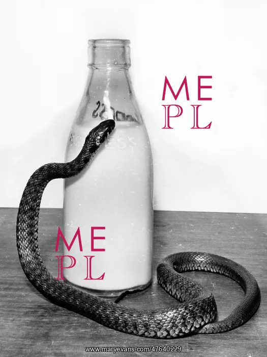 : Snake with a milk bottle : Snake with a milk bottle