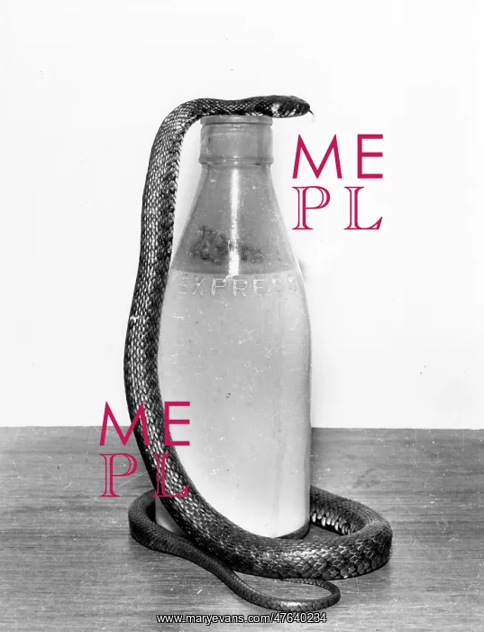 : Snake with a milk bottle : Snake with a milk bottle