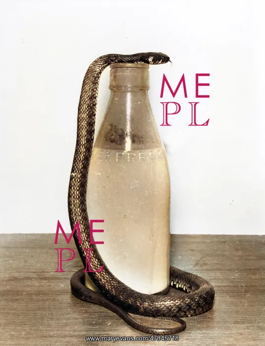 : Snake with a milk bottle : Snake with a milk bottle