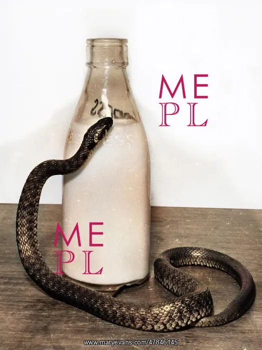 : Snake with a milk bottle : Snake with a milk bottle