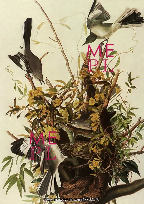 : Snake and Mockingbirds : Snake and Mockingbirds