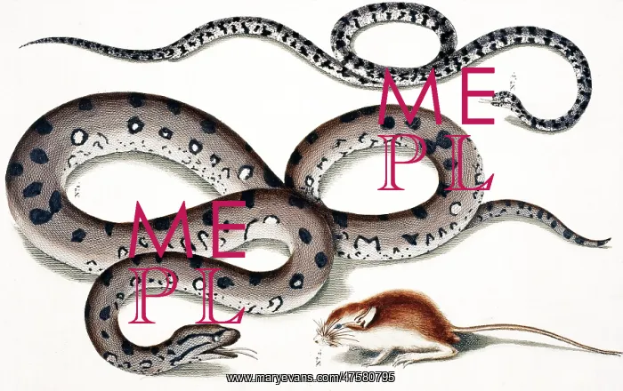 : Snake and rodent by Albertus Seba : Snake and rodent by Albertus Seba