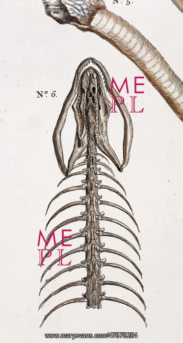 : Snake skeleton by Albertus Seba : Snake skeleton by Albertus Seba