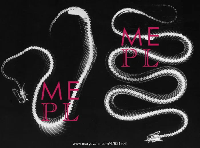 : Snake skeletons : Snake skeletons