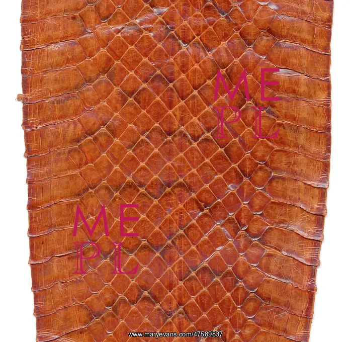 : Snake skin : Snake skin