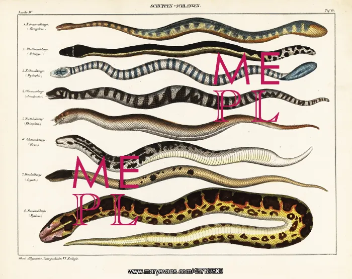 : Snake species : Snake species