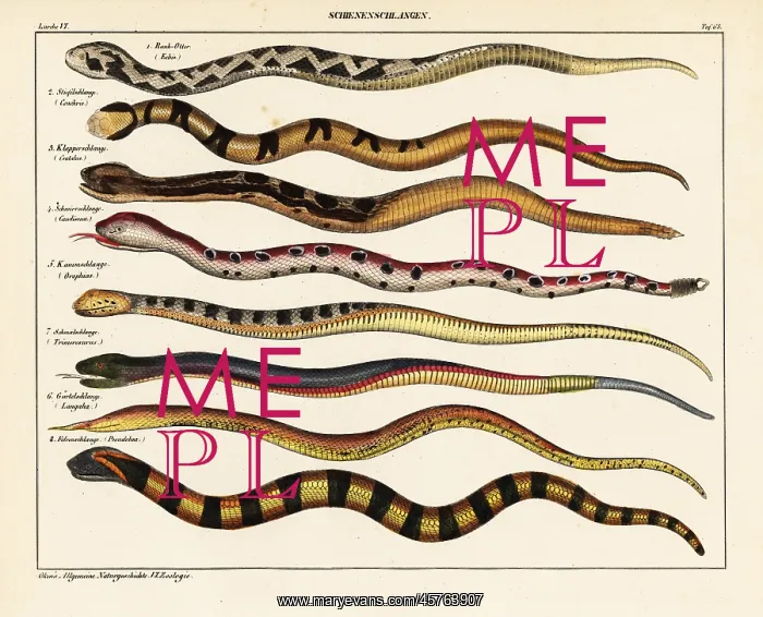 : Snake species : Snake species