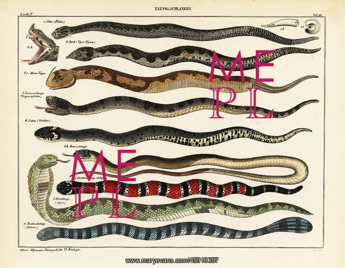 : Snake species : Snake species