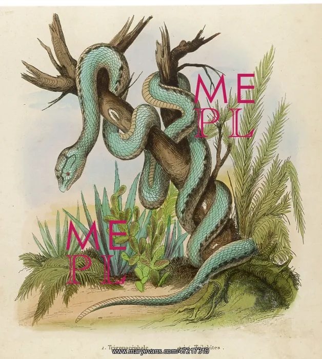 : Snake - Trimeresurus trigonocephalus : Snake - Trimeresurus trigonocephalus