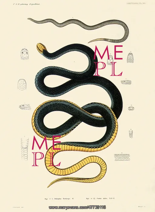  : Snakes
