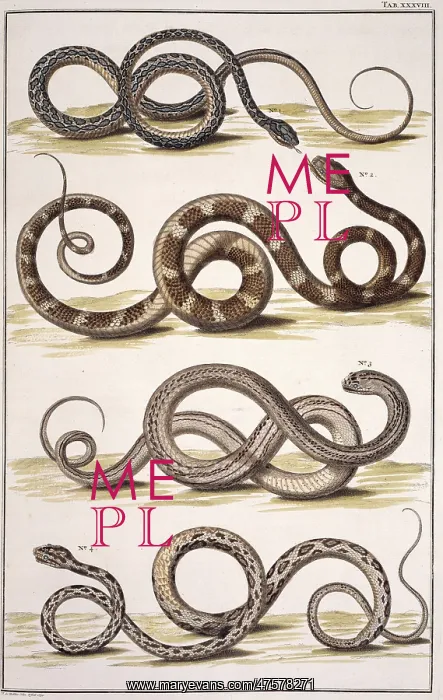 : Snakes by Albertus Seba : Snakes by Albertus Seba