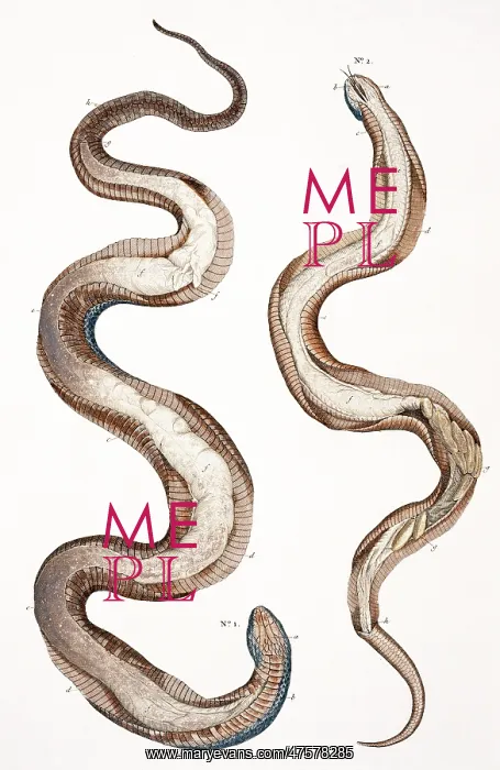 : Snakes by Albertus Seba : Snakes by Albertus Seba