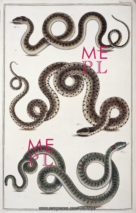 : Snakes by Albertus Seba : Snakes by Albertus Seba
