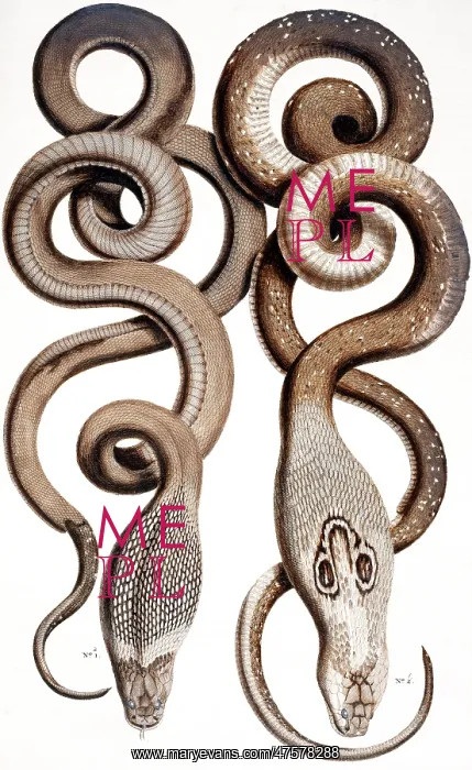 : Snakes by Albertus Seba : Snakes by Albertus Seba