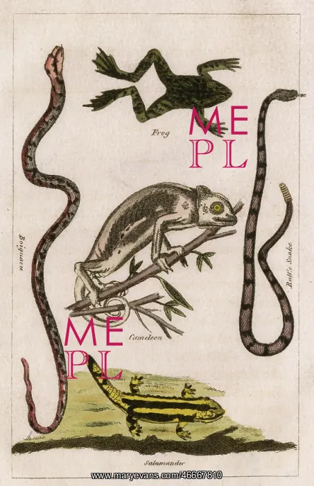 : Snakes, A Chameleon, a frog and a salamander : Snakes, A Chameleon, a frog and a salamander